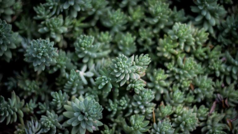 How Can I Deposit Funds Using Https 11Xplay Online Client Deposit?